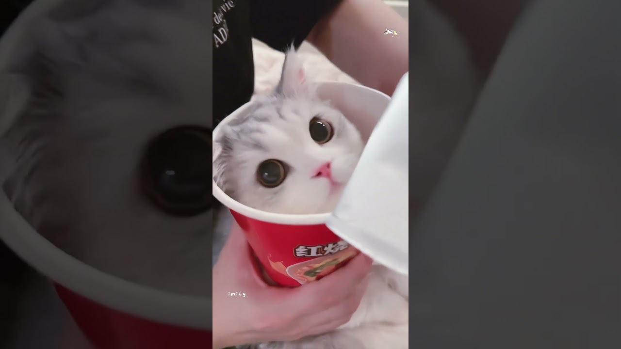100% cute cat videos 😂😂#cat  #shortvideo #cute #funny #short #funnyvideo