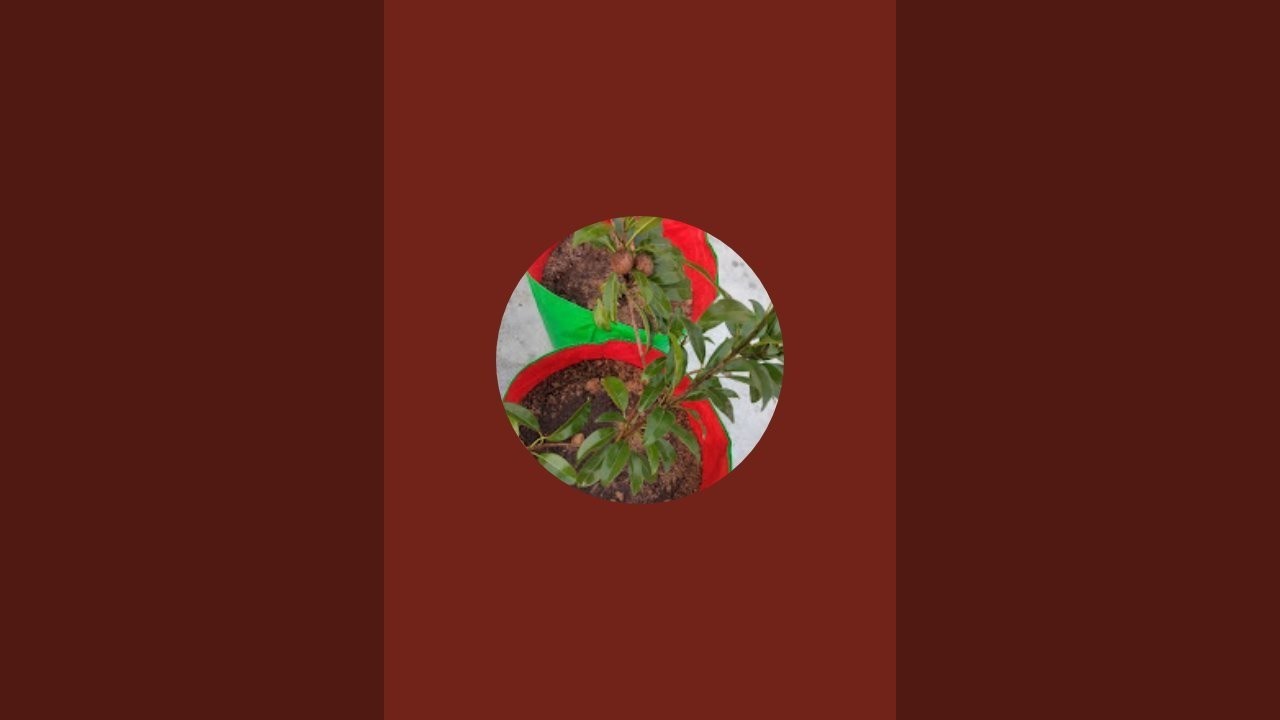 100 Gaj Gardening  is live