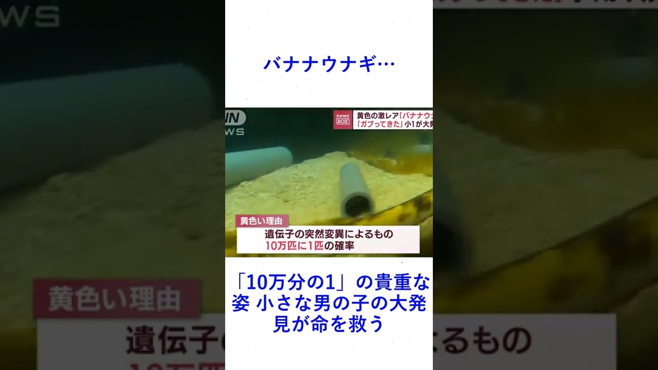 バナナウナギ…「10万分の1」の貴重な姿 小さな男の子の大発見が命を救う
