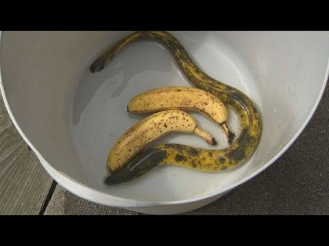 見れば見るほどバナナにしか見えない…「バナナウナギ」が釣れた!　そんなバナナ…釣った本人も驚き「10万匹に1匹の確率だそうです」　島根県出雲市