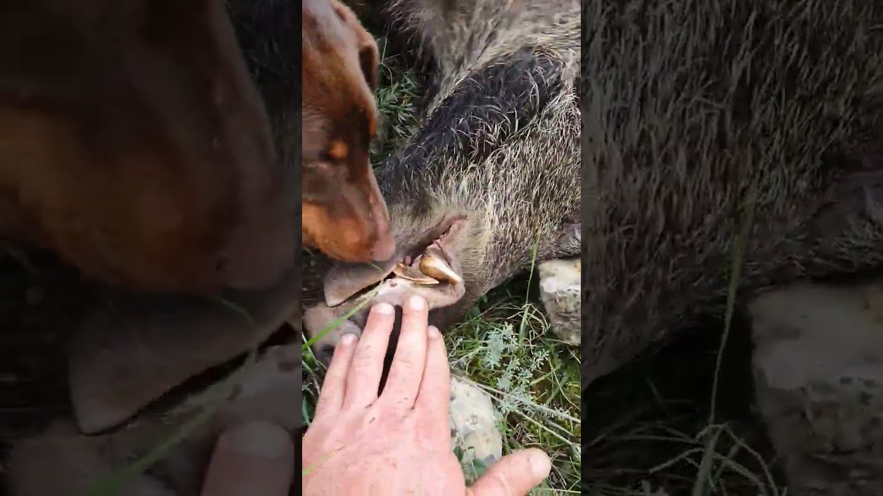 118kg pour ceux magnifique sanglier jagdterrier