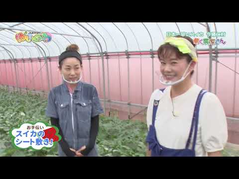 第135話　日本一早いスイカ！今帰仁村　スイカ農家編（1）