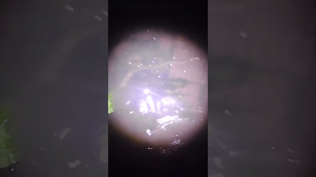 水深15cmに巨大ウナギが #ウナギ狩り #ガサガサ #採集