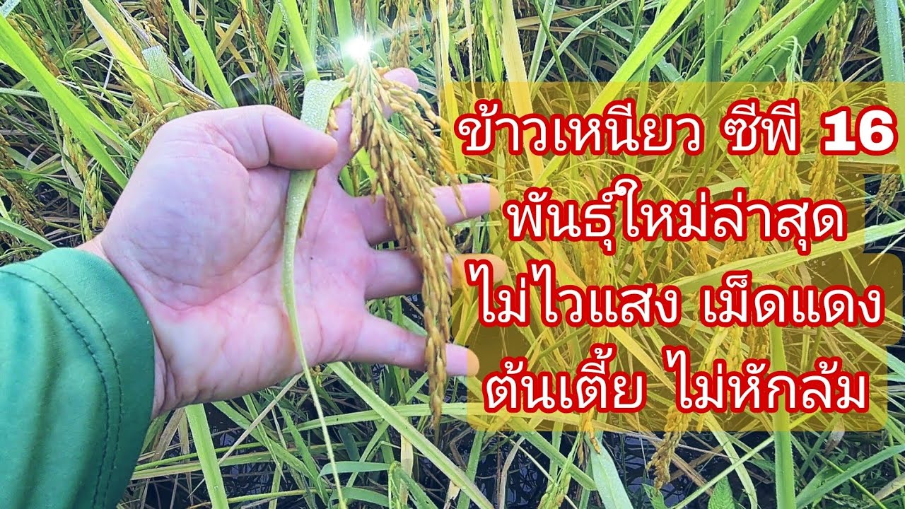 เกี่ยวข้าวเหนียวซีพี16 ข้าวเหนียวไม่ไวแสง สายพันธุ์ใหม่ล่าสุด อายุ 120 วัน เปลือกแดงคล้าย กข6