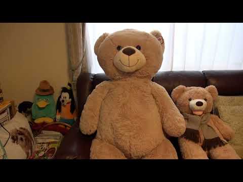 我家の新人160cmのくまくんに一目惚れ