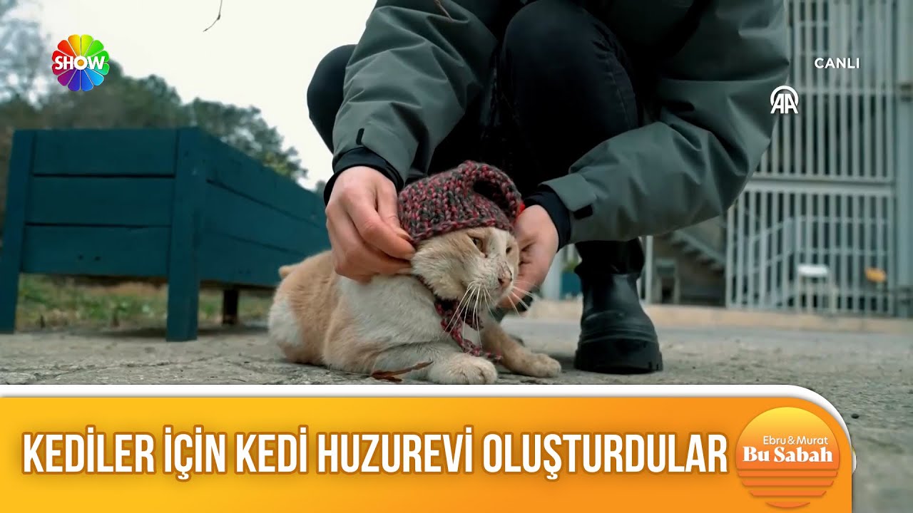17 Şubat Dünya Kediler Günü!
