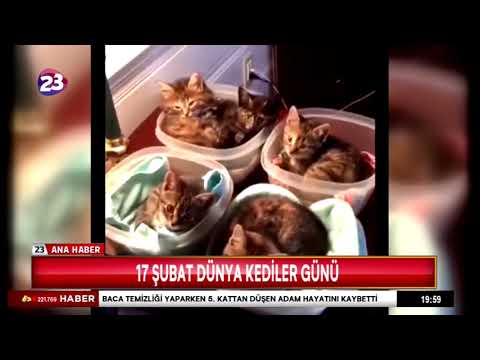 17 ŞUBAT DÜNYA KEDİLER GÜNÜ