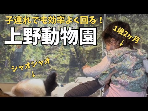 【2時間半で回れる！】子連れでも効率よく楽しめるルートを紹介🐼