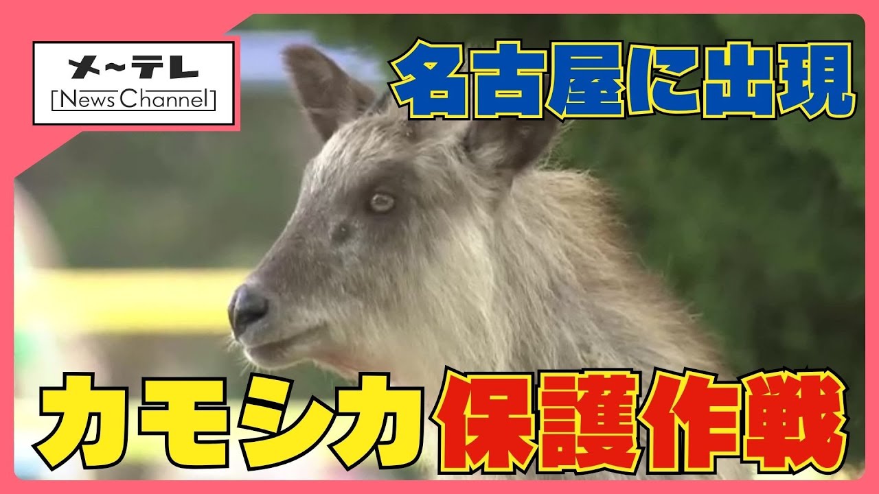 名古屋の住宅街に現れたニホンカモシカを保護　2日にわたる保護作戦