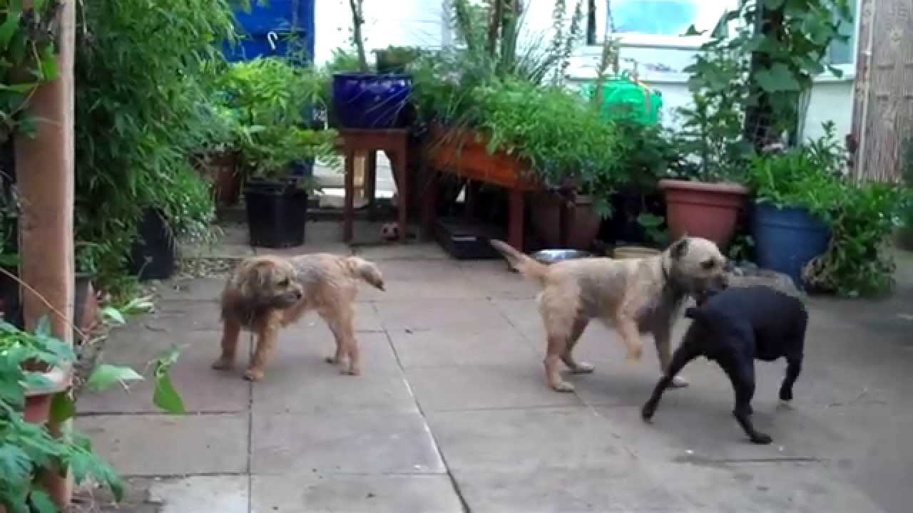 2 Border Terriers Vs One Patterdale Terrier