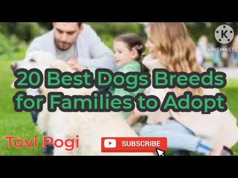 20 Best Dogs Breeds  For Families To Adopt// Tovi Pogi