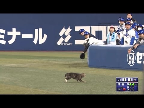 横浜スタジアムに猫が乱入！（2017.4.13 DeNAvs阪神）