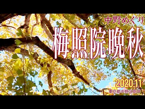 中野めぐり【梅照院晩秋】2020.11.東京都中野区新井