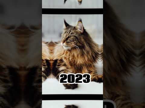 2023 cat and 5000 bce cat    #shortvideo #animal #mythology