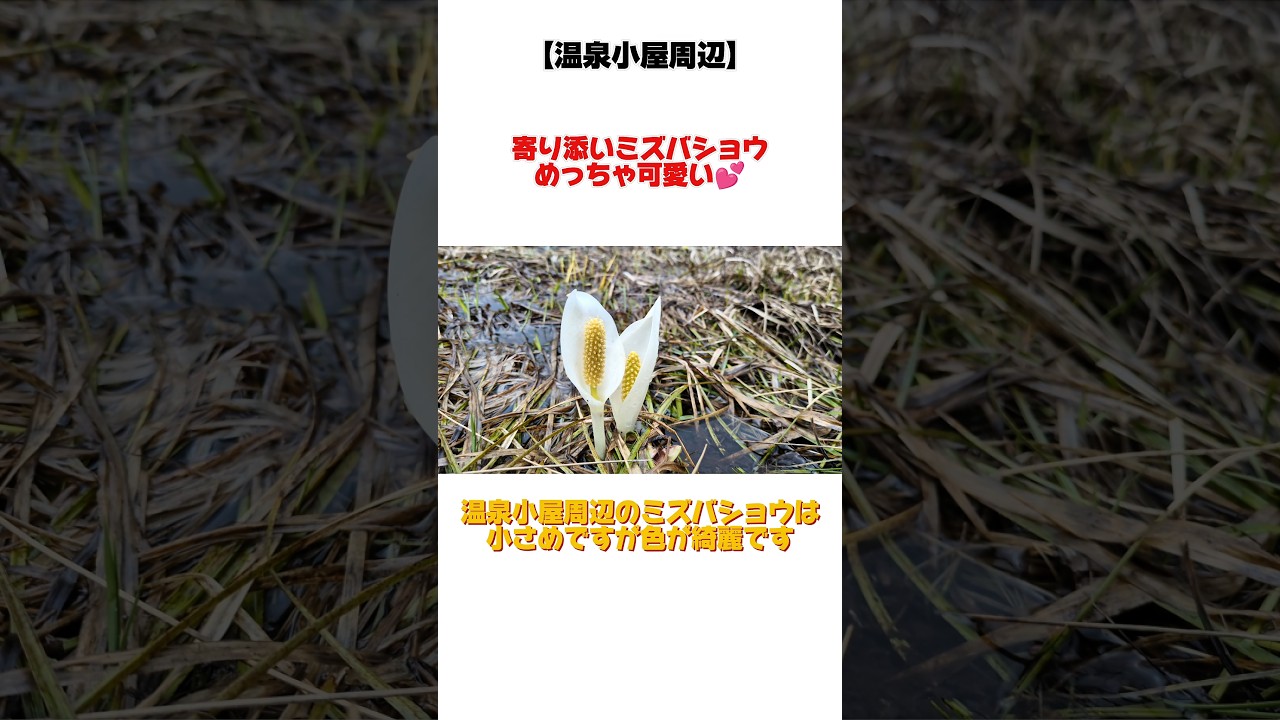 【2025年5月22日】尾瀬速報！オコジョに匹敵する可愛さにキュン！