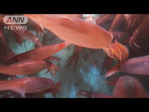 北海道・道南でスルメイカ漁解禁も　不漁の予想【知っておきたい！】【グッド！モーニング】(2025年6月2日)