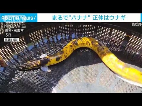まるで“バナナ”その正体はウナギ　希少性高い「バナナウナギ」(2025年6月5日)