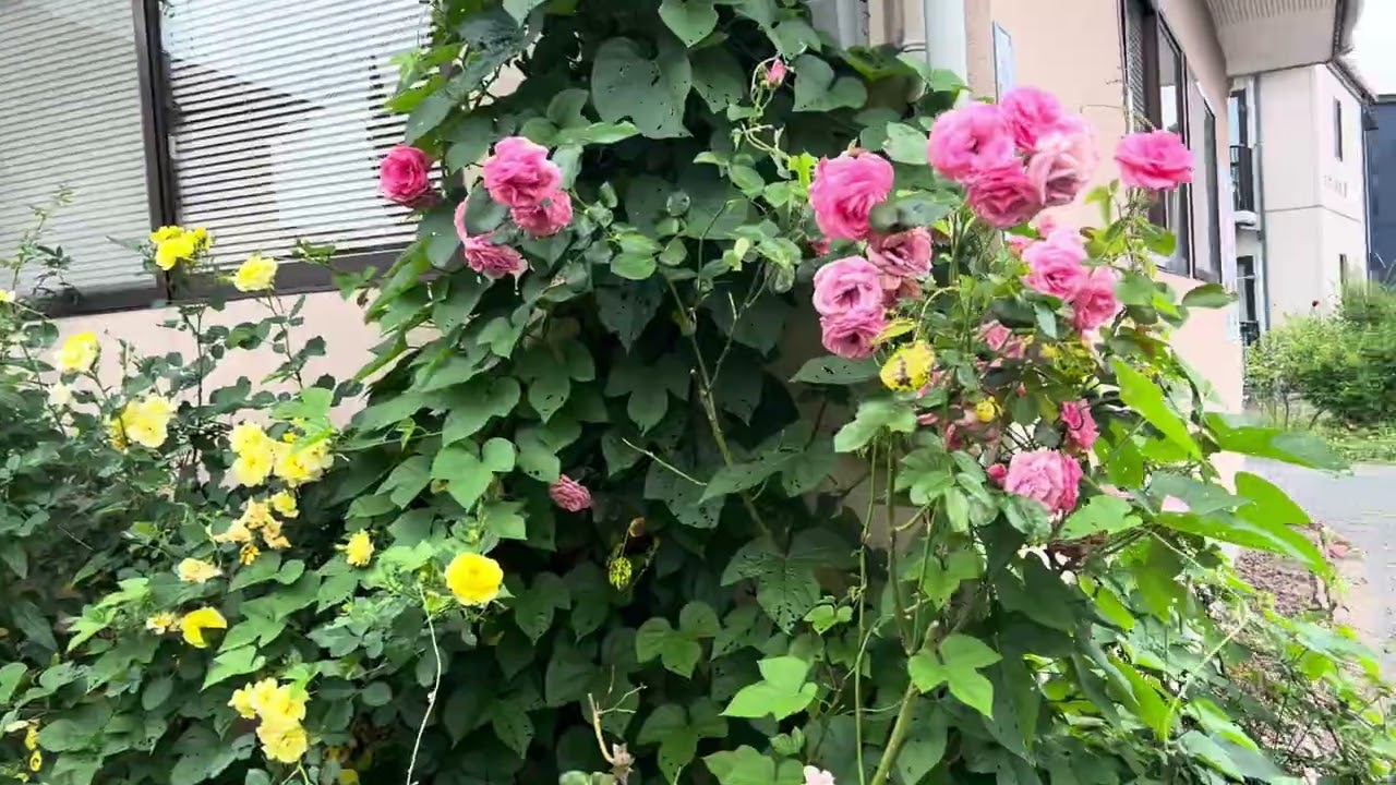 原口一博園芸👩‍🌾🧑‍🌾薔薇満開しかし草と竹に阻まれ…クレマチスも支柱必要　🌹🌹2025年6月7日