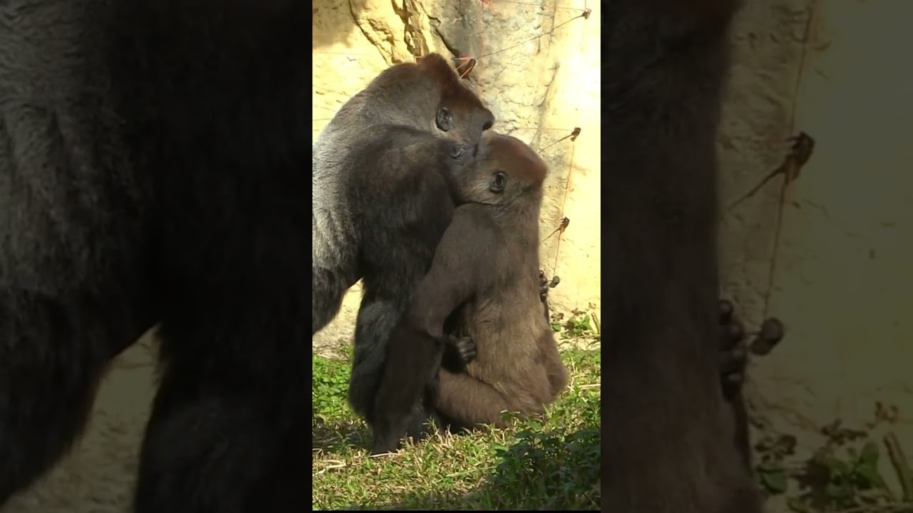 227#ゴリラ | D'jeeco Family 🦍 #shorts 【#金剛猩猩】 #2023Taipei Zoo 台北動物園