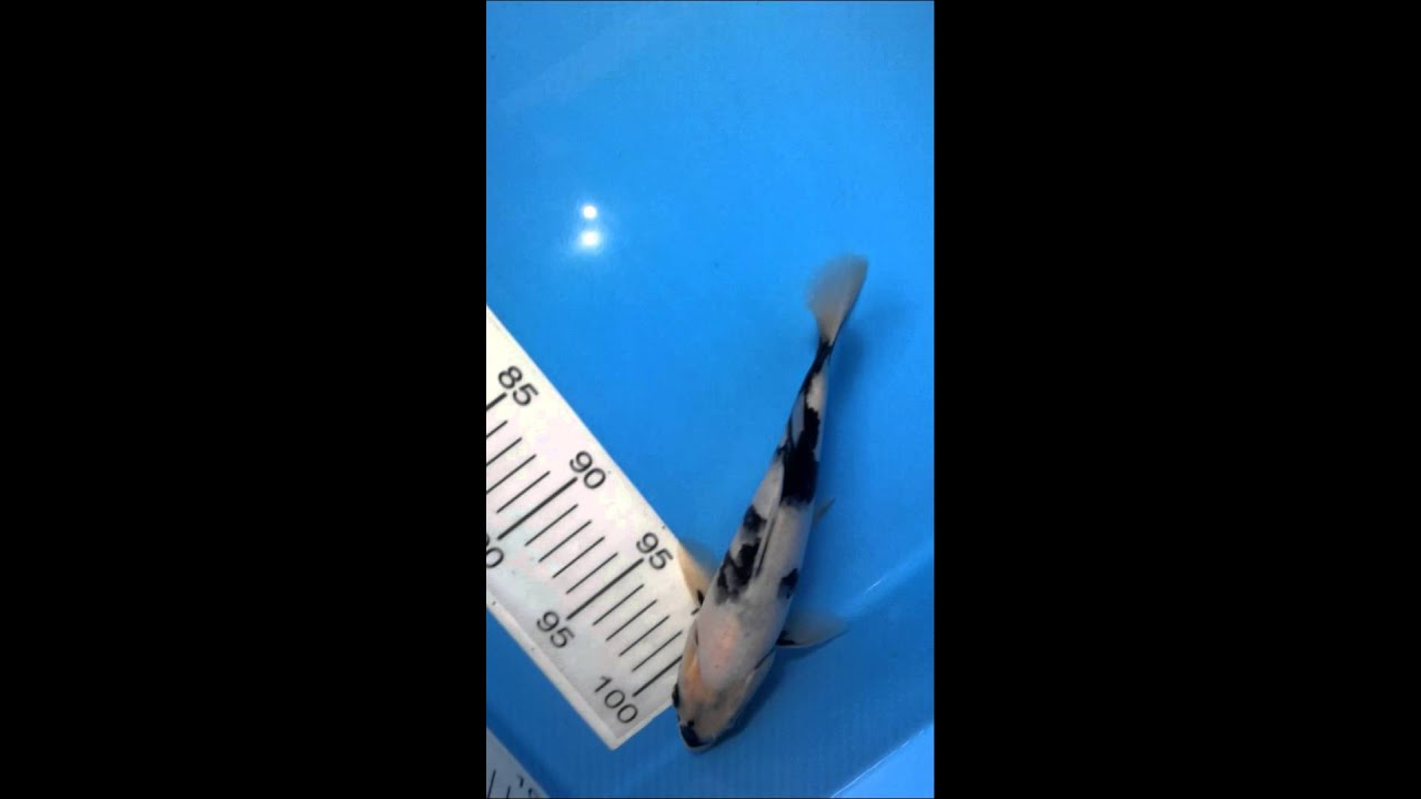 23 cm