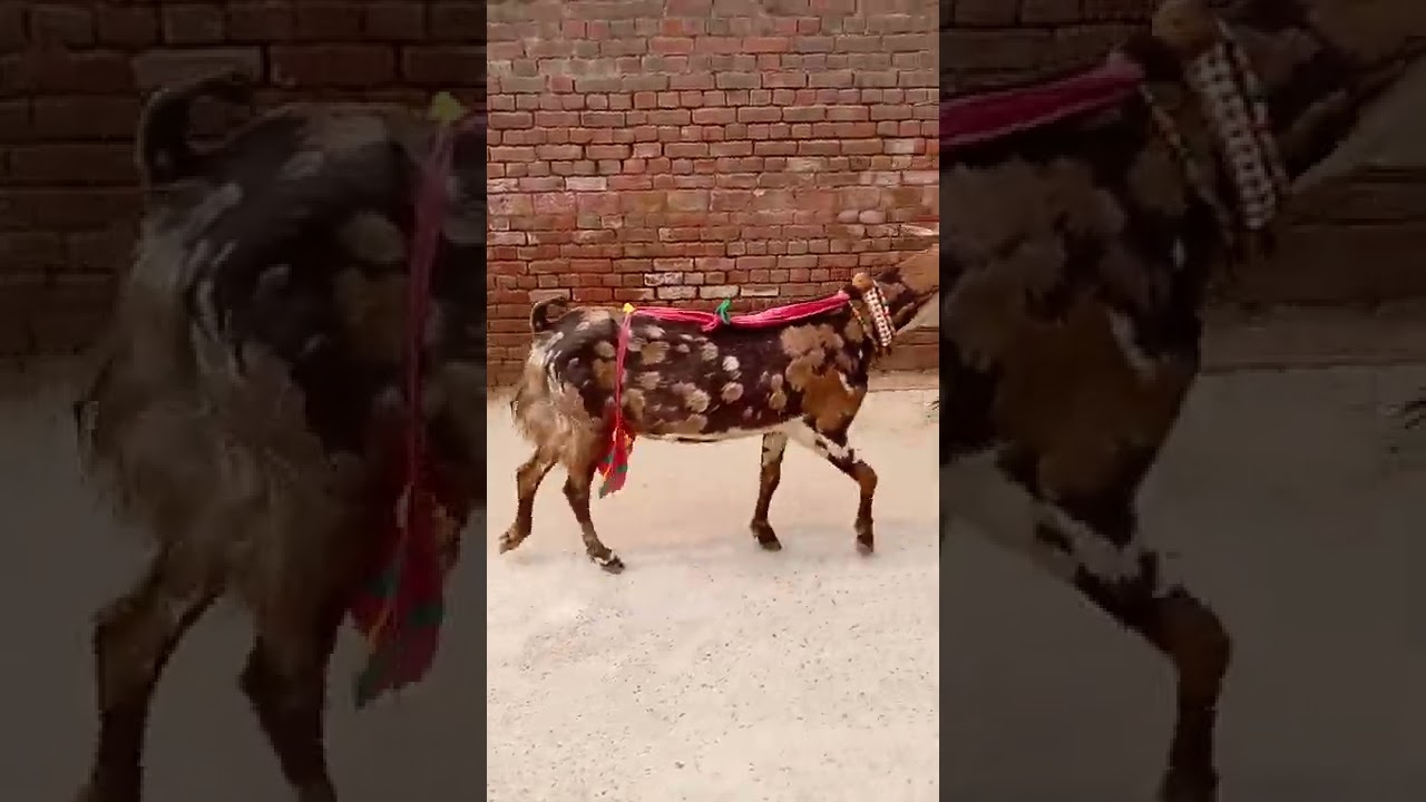 250000 ki baqri beautiful give a lot of milk