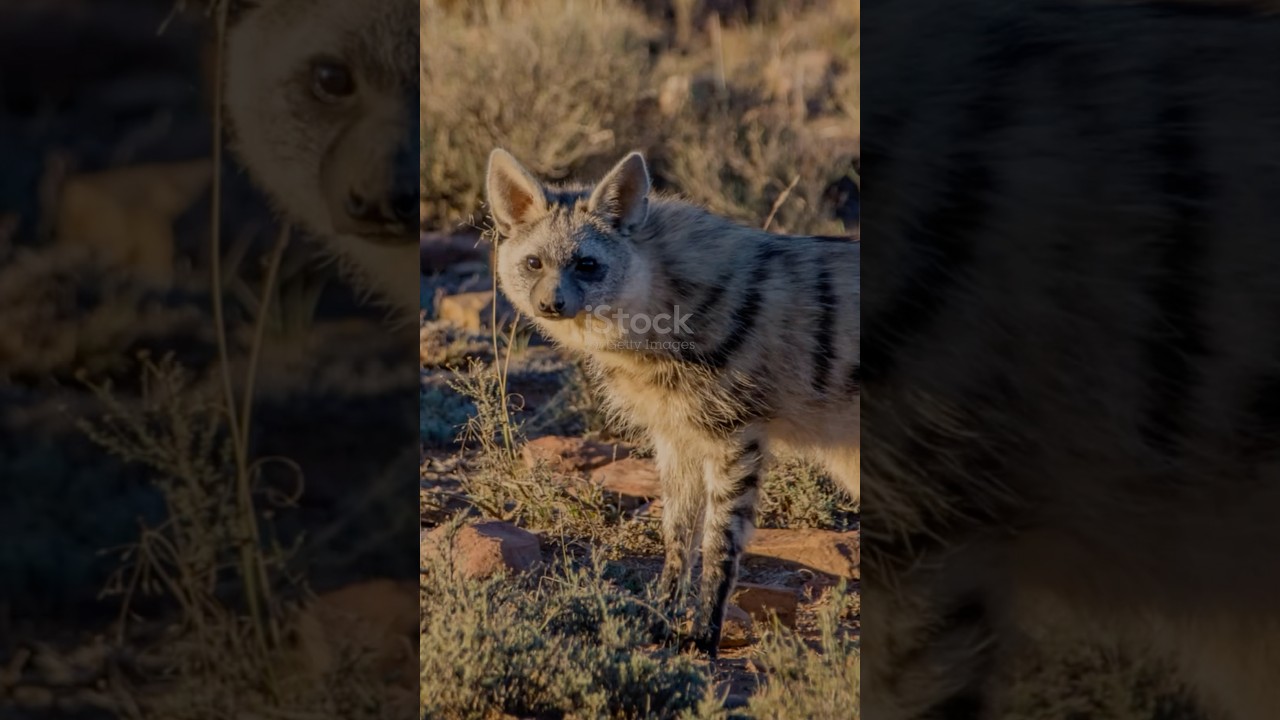 3 Facts About Aardwolves 🐺 #facts #funny #animals #wildlife #aardwolf