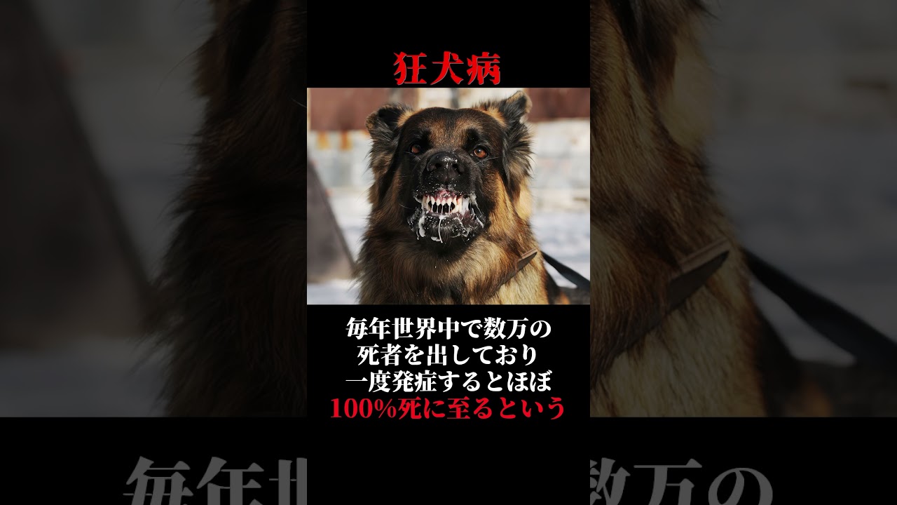 危険すぎる…動物由来のヤバイ感染症3選 #shorts #ゆっくり解説