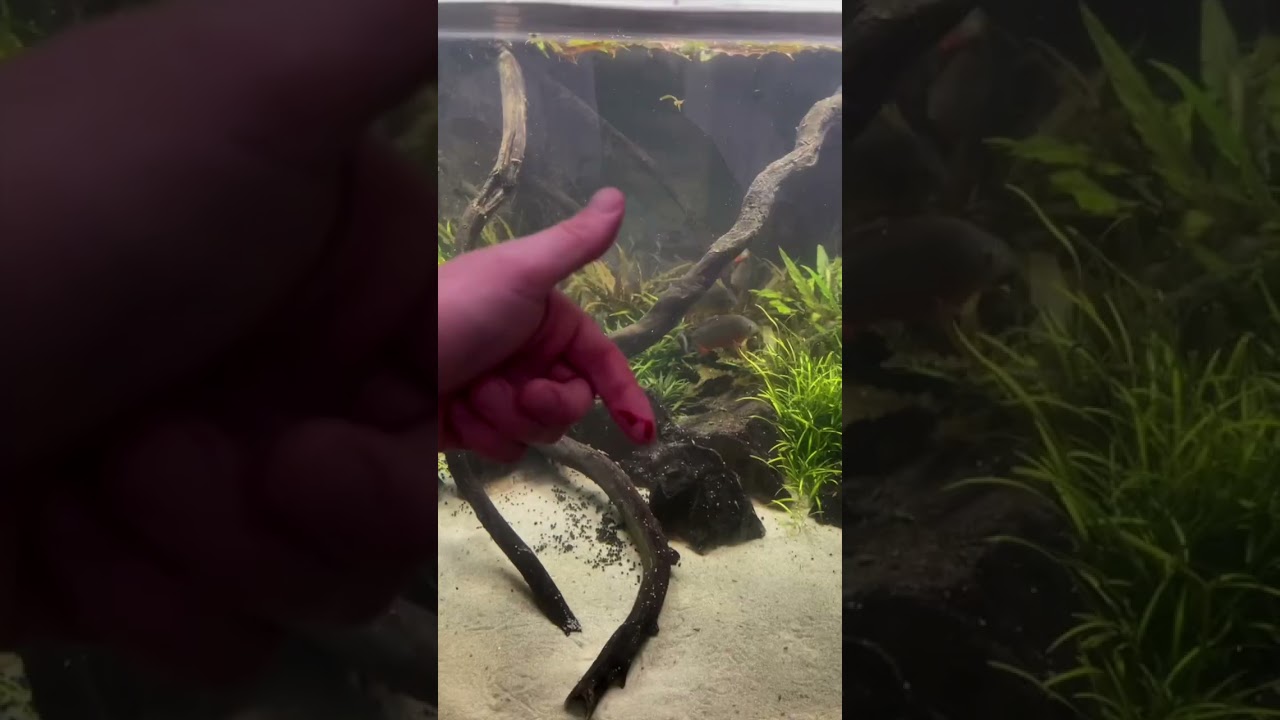 30 PIRANHA VS!!! (HUMAN)