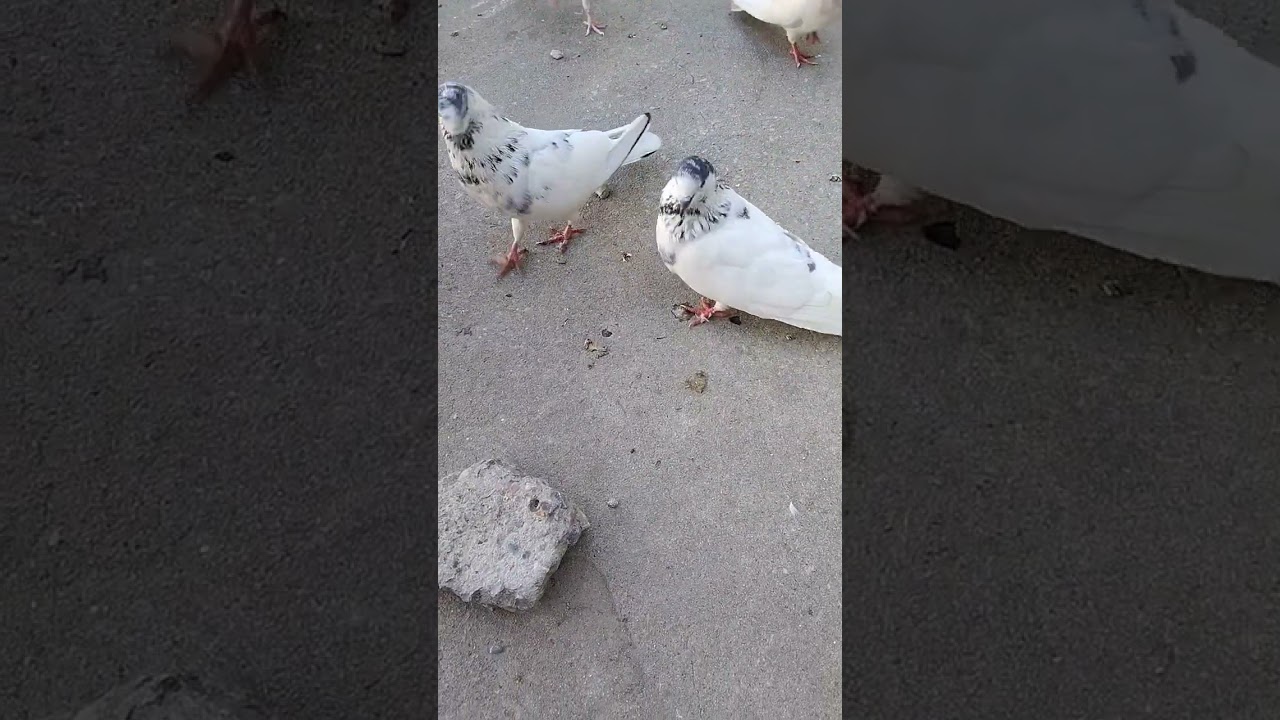 35 Wala Kabutar ka pair 🕊️🕊️🕊️🕊️🕊️🕊️🕊️ !!! PIGEONS LOVE ❤️