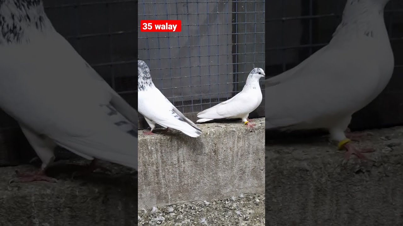 35 walay Kabutar #shorts #youtubeshorts #shortsvideo #pigeons #mustafaloft #hyderabad #