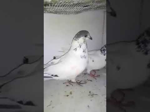 35 Walay Original Pigeon Pair -  اصل پیتیس والے کبوتر