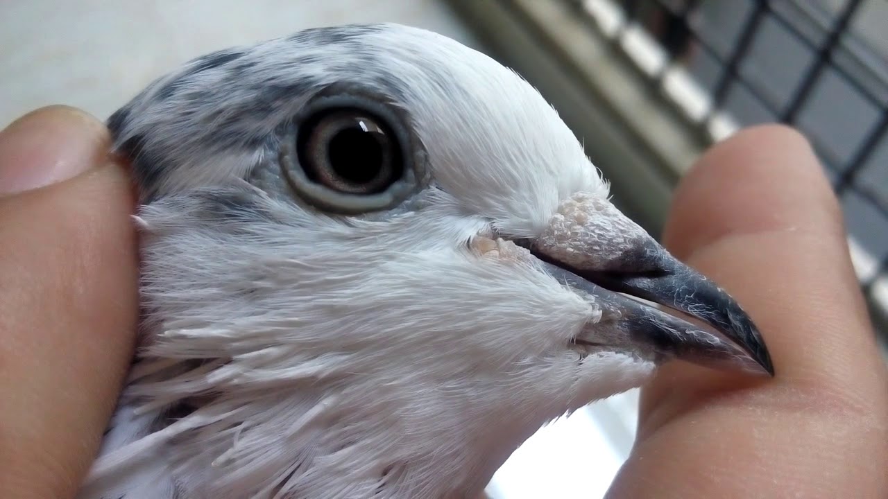 35 Walay Original Pigeon Pair  اصل پیتیس والے کبوتر