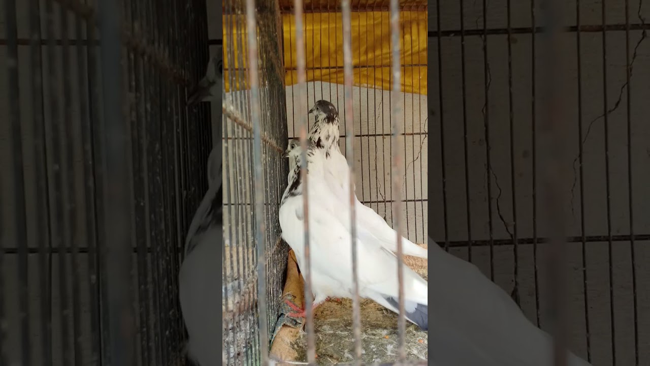 35 walay original sialkoti pigeons high flying breed.