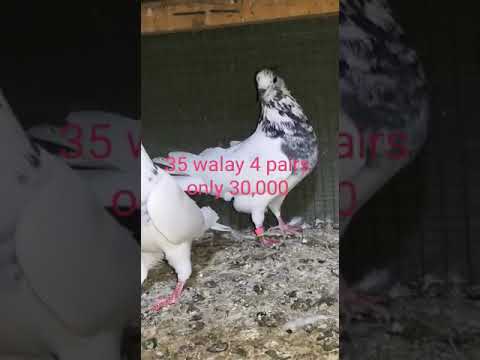 35 walay pigeons