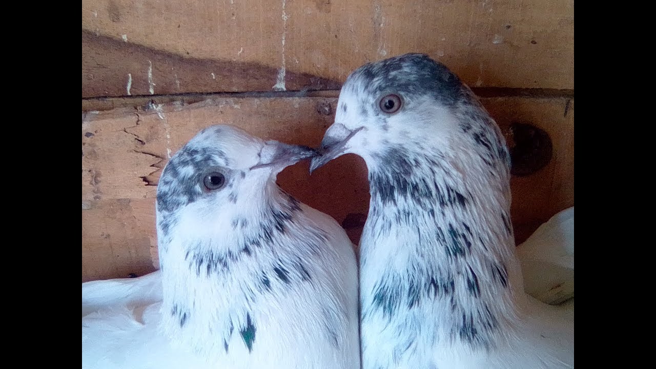 35 WALAY PIGEONS BREEDER PAIR #UNIQUEPIGEONSFROMROOMI