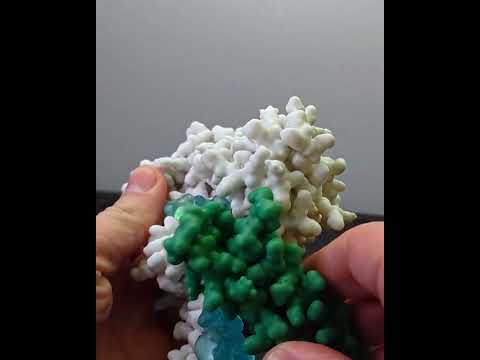 3D Print of Crystal Structure of Vps45-Tlg2 Complex