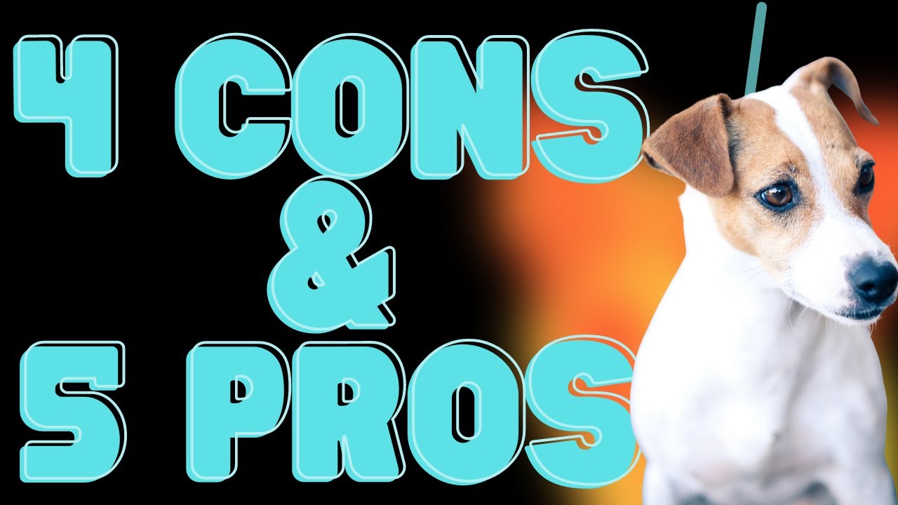 4 Things I Hate & 5 Things I Love About Jack Russell Terriers