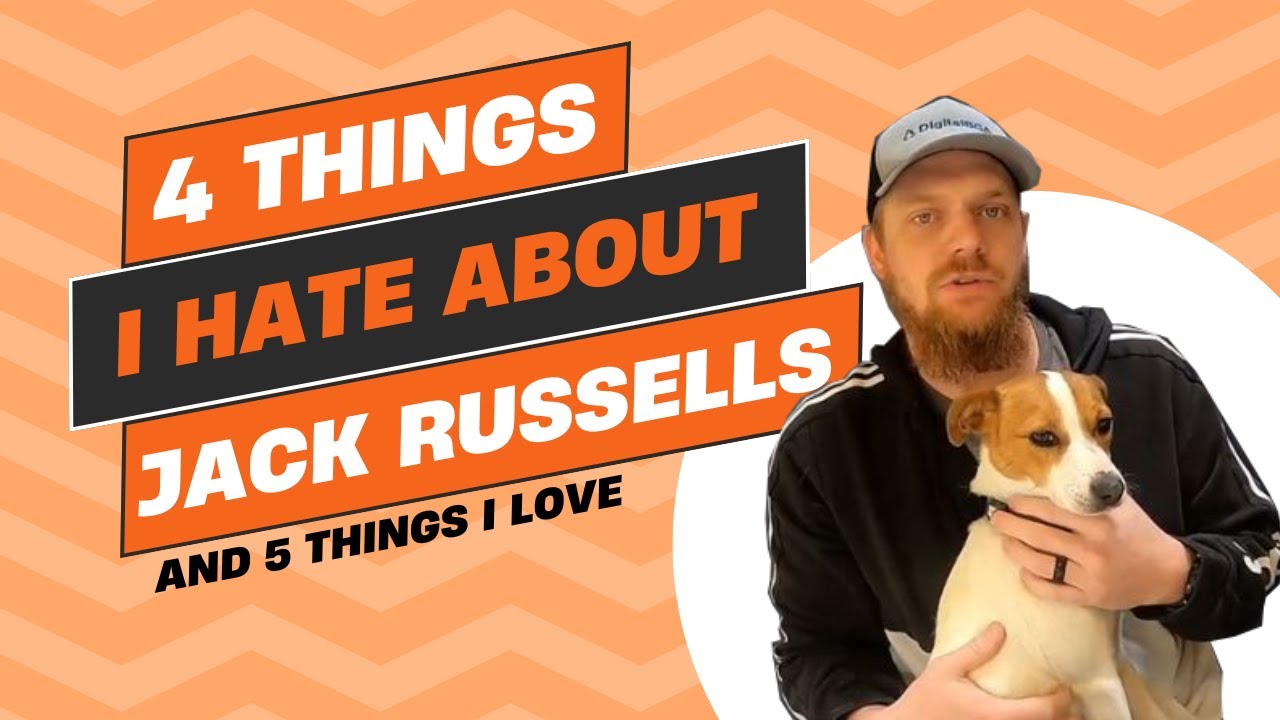 4 Things I Hate About Jack Russell Terriers (and 5 Things I Love)