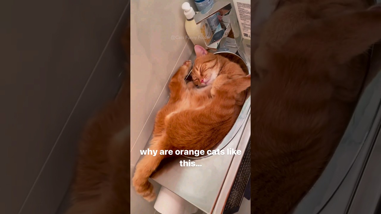 #42 Cute Cat videos 😻😻 #fails #funny #moments #reels