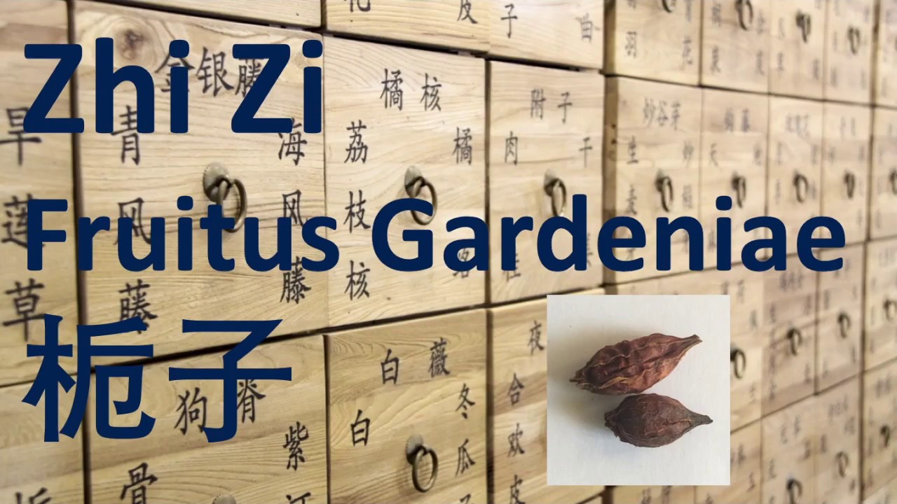 46 Chinese Herbal Medicine, Traditional Chinese Medicine/TCM - Zhi Zi (Fructus Gardeniae)栀子 - 中医中药草药