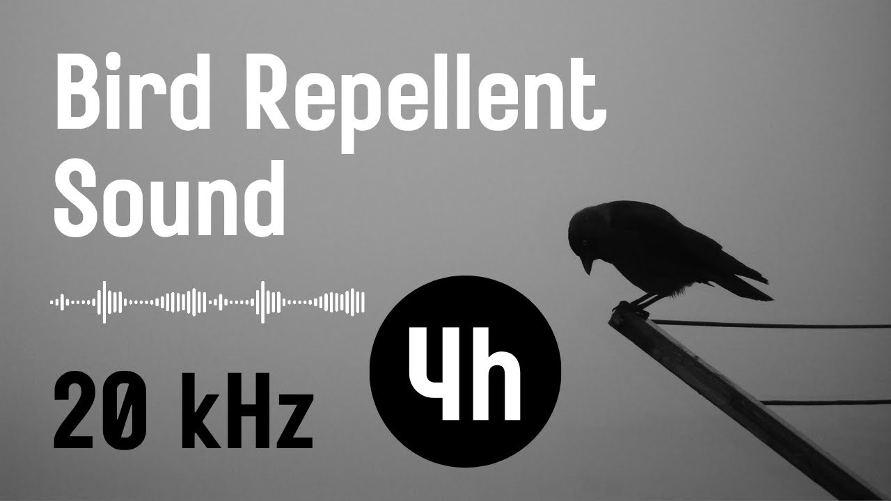 [4h] Bird repellent sound | pigeons, crows, starlings, etc.