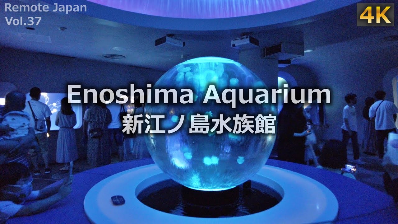 【4K 新江ノ島水族館】クラゲ×涼【Enoshima Aquarium】