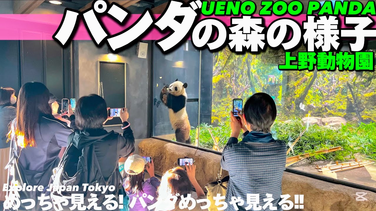 🐼【4K.上野動物園】パンダパンダパンダの森の中の様子をご案内【観覧見え方|レイレイとシャオシャオ】Guide tour of UENO ZOO Panda Forest. Tokyo Travel