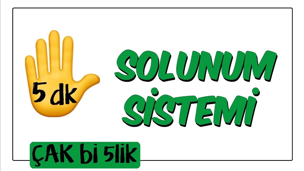 5 dk'da Solunum Sistemi | Çak Bi 5lik