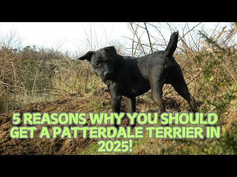 5 Reasons Why You Should Get a Patterdale Terrier in 2025! 🐕✨