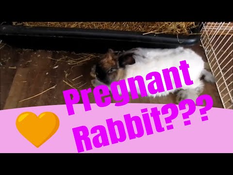 6 signs your bunny is pregnant and will have bunnies soon. How to tell without palpating.
