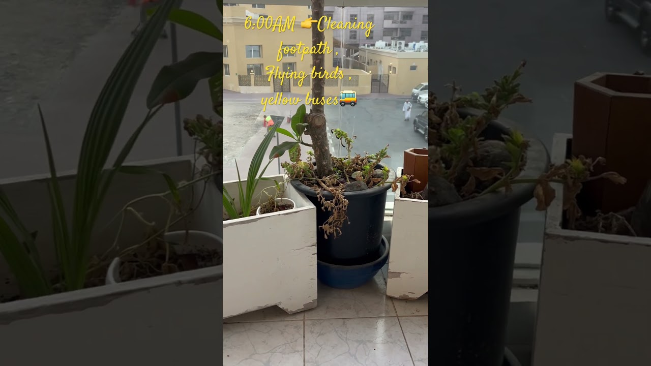 6:00AM cleaning 🧹 footpaths #birds #flying #yellow #busses #quran #reaction #terracegarden #dubai