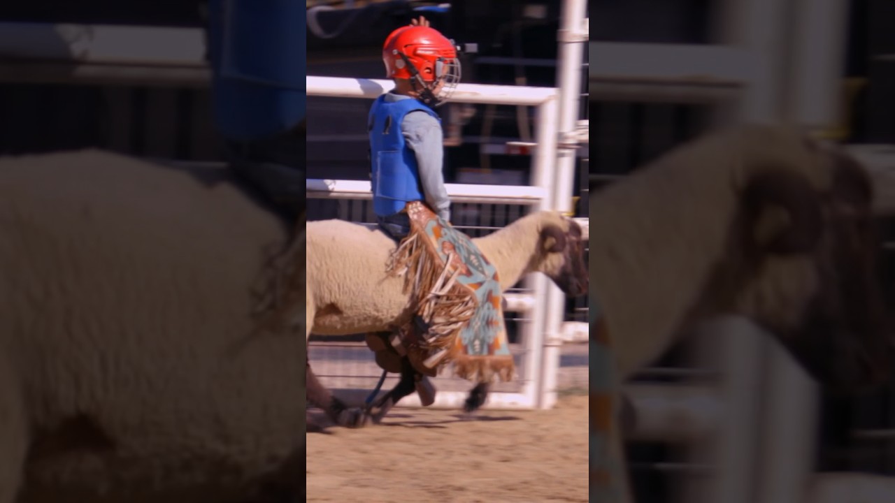 6-year-old rodeo star rides sheep! #shorts