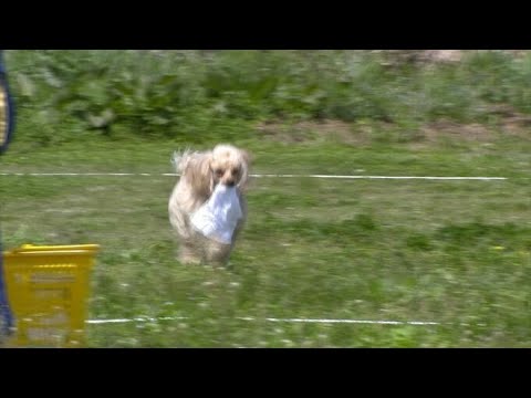 行方不明者の捜索などにあたる警察嘱託犬の競技会　トイプードルのハンナちゃん(7)も実力発揮【岡山】