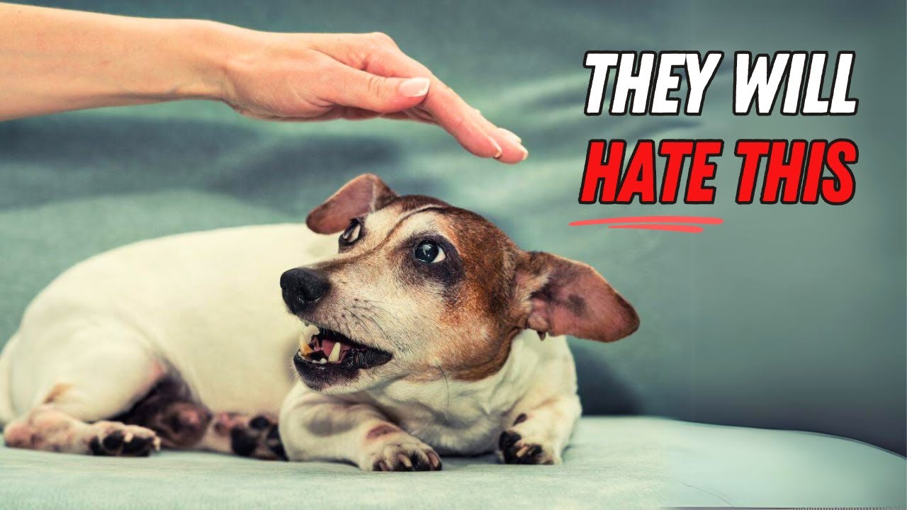 9 Surprising Things Jack Russells Absolutely HATE